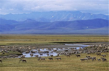 Porcupine Caribou herd crossing Turner River Arctic National Wildlife Refuge Arctic AK Summer Stock Photo - Rights-Managed, Code: 854-02955318