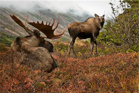 regal - Taureau et vache orignal sur la colline d'ancrage de l'automne Photographie de stock - Rights-Managed, Code: 854-02955312