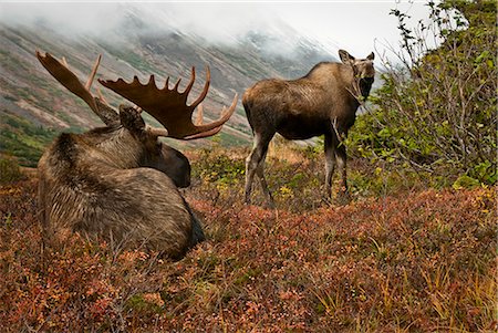 Bull and cow moose on the Anchorage hillside fall Foto de stock - Direito Controlado, Número: 854-02955312