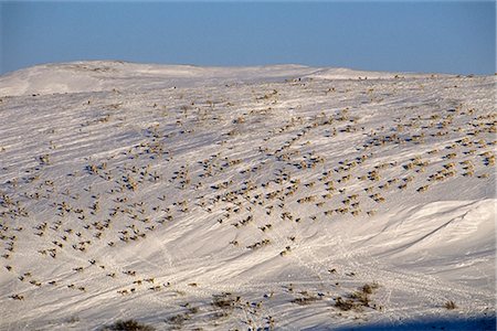 Western Arctic Caribou herd migrating north in spring through Delong Mountains Brooks Range Western Alaska Fotografie stock - Rights-Managed, Codice: 854-02955326