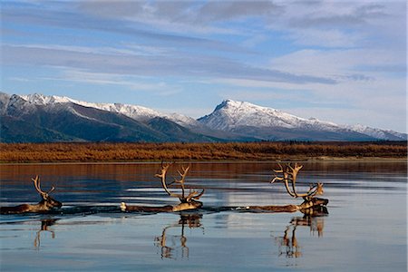 simsearch:854-03739843,k - Caribou bulls swimming across Kobuk River Arctic Alaska Autumn Kobuk Valley National Park Foto de stock - Con derechos protegidos, Código: 854-02955321