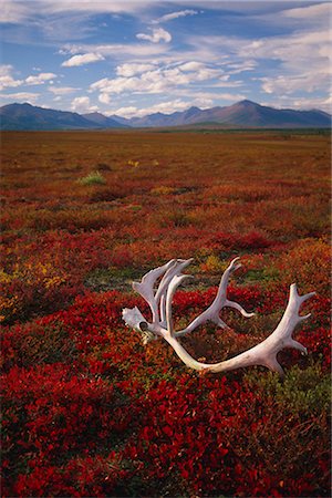 Caribou skull & antlers laying on Arctic tundra Kobuk Valley National Park Alaska Autumn Stock Photo - Rights-Managed, Code: 854-02955322