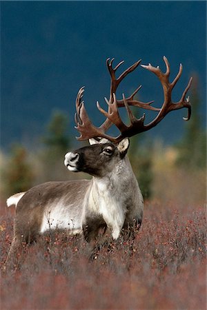 scrub country - Portrait of Bull Caribou Denali NP AK IN Autumn Stock Photo - Rights-Managed, Code: 854-02955331