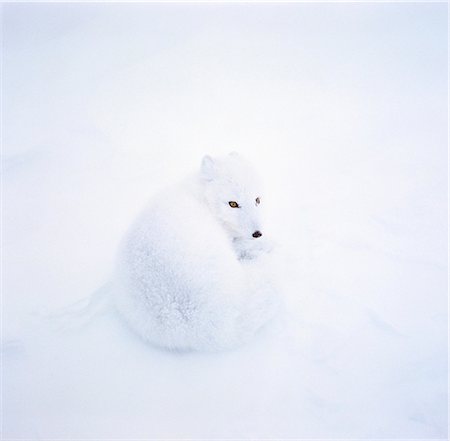 renard argenté - Renard arctique en neige Cape Churchill (Manitoba) Canada Photographie de stock - Rights-Managed, Code: 854-02955347