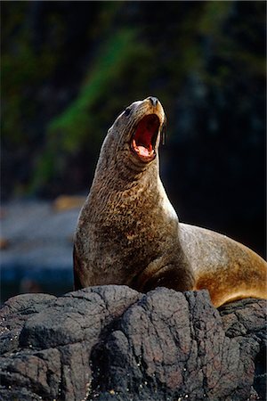 Steller Sea Lion @ Unalaska Island Southwest Alaska Summer Foto de stock - Con derechos protegidos, Código: 854-02955364