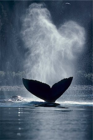 pico - Humpback whale tail Inside passage Southeast Alaska second whale spouting Foto de stock - Con derechos protegidos, Código: 854-02955367