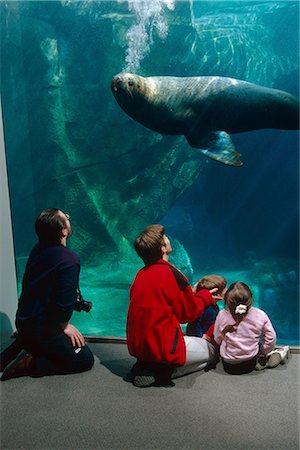 seward - Tourists view Steller Sea Lion Sea Life Center Seward KP AK Swimming Underwater Foto de stock - Con derechos protegidos, Código: 854-02955361