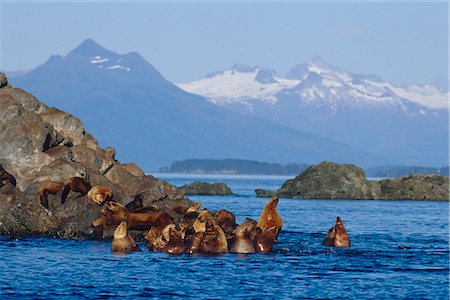 snow mountain cow - Steller Sea Lions rest on a haulout in Frederick Sound. The Coast Mountains are visibe in the distance. Summer in Southeast Alaska. Stock Photo - Rights-Managed, Code: 854-02955362