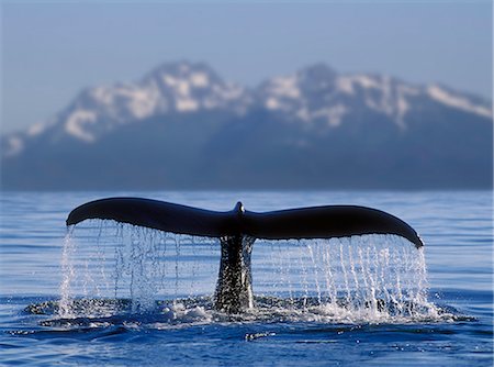 Humpback Whale Fluke w/Eagle Peak SE AK Summer Stephens Passage near Juneau Stock Photo - Rights-Managed, Code: 854-02955372