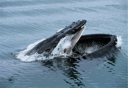 Humpback whale on surface with mouth open full of Herring Chatham Strait Foto de stock - Con derechos protegidos, Código: 854-02955381