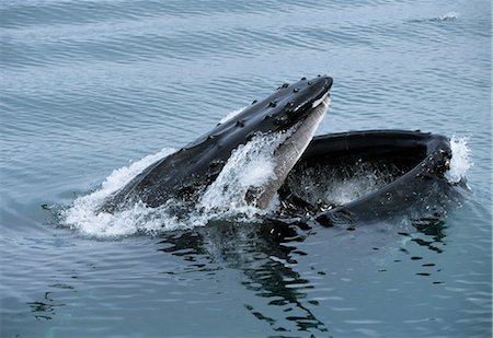 simsearch:854-03361982,k - Humpback whale on surface with mouth open full of Herring Chatham Strait Stock Photo - Rights-Managed, Code: 854-02955381