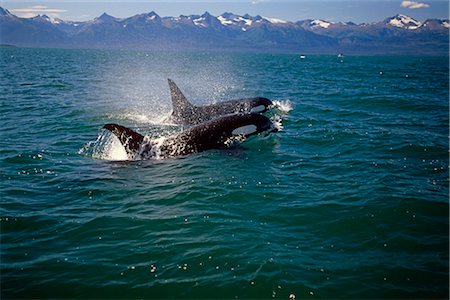 Paire d'orques nager sur surface Inside Passage du sud-est de l'Alaska l'été Photographie de stock - Rights-Managed, Code: 854-02955382
