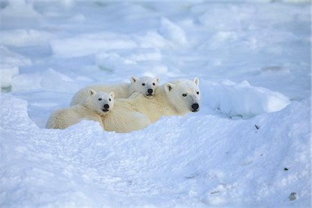 simsearch:6118-09076509,k - Polar Bear family resting Cape Churchill Manitoba Canada winter portrait Stock Photo - Rights-Managed, Code: 854-02955407