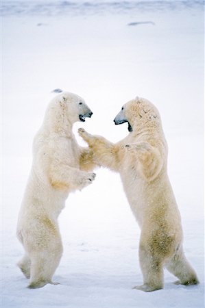 Polar Bear playfighting Cape Churchill Manitoba Canada winter portrait Foto de stock - Con derechos protegidos, Código: 854-02955408