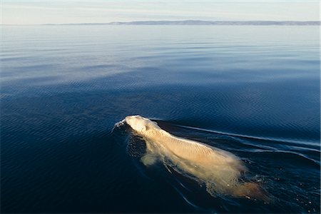 Polar Bear swimming in Hudson Bay Northwest Territory Canada Summer Foto de stock - Con derechos protegidos, Código: 854-02955428