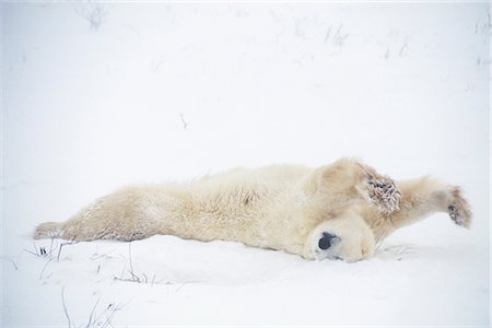 simsearch:854-02955459,k - L'ours polaire s'étendant Pt Gordon Hudson Bay Canada hiver neige Photographie de stock - Rights-Managed, Code: 854-02955420