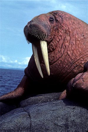 santuario - Close up of Adult Walrus on Haulout Round Is Alaska WE Summer State Game Sanctuary Bering Sea Foto de stock - Con derechos protegidos, Código: 854-02955436