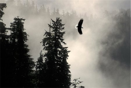 simsearch:854-02955448,k - Bald Eagle Flying in Mist Shrouded Forest SE Alaska Summer Tongass NF Tracy Arm Composite Stock Photo - Rights-Managed, Code: 854-02955438