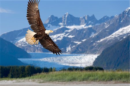 Aigle à tête blanche en vol avec Mendenhall Glacier en été de l'Alaska du sud-est fond Tongass National Forest Inside Passage Composite Photographie de stock - Rights-Managed, Code: 854-02955439