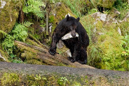 simsearch:854-03740209,k - Schwarzbär Spaziergänge durch Tongass National Forest mit einem kürzlich Gefangenen Lachs rosa in der Nähe von Anan Creek im südöstlichen Alaska Stockbilder - Lizenzpflichtiges, Bildnummer: 854-02955432