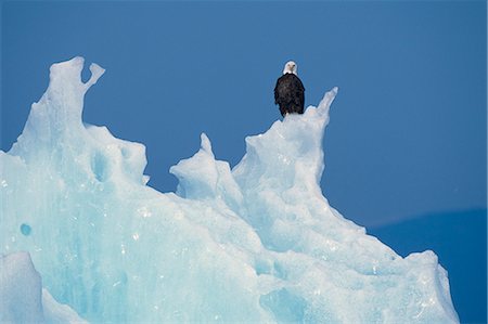 eagle winter - Bald Eagle Perched on Iceberg Tracy Arm SE AK Summer Fords-Terror Wilderness Area Stock Photo - Rights-Managed, Code: 854-02955446