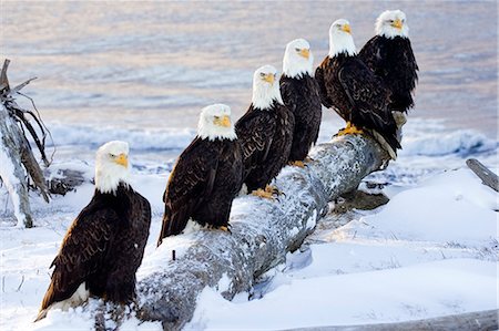 eagle not people - Six Bald Eagles perched in a row on snow covered log Homer Spit Kachemak Bay Kenai Peninsula Alaska Stock Photo - Rights-Managed, Code: 854-02955448