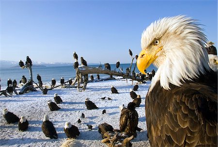 posarse - Rassemblement annuel de pygargues sur Homer Spit w/closeup Kachemak Bay la péninsule Kenai en Alaska Photographie de stock - Rights-Managed, Code: 854-02955449