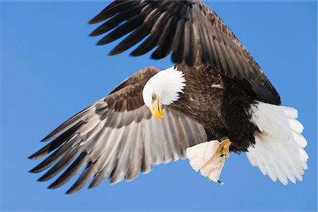 Aigle à tête blanche en vol avec serres holding poissons près de Eagle River, Alaska Photographie de stock - Rights-Managed, Code: 854-02955442