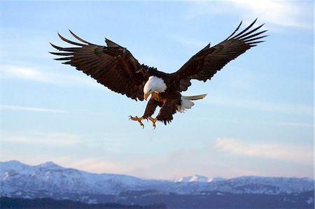 Bald Eagle with talons extended prepairing to land Homer Spit Kachemak Bay Kenai Peninsula Winter Foto de stock - Con derechos protegidos, Código: 854-02955443