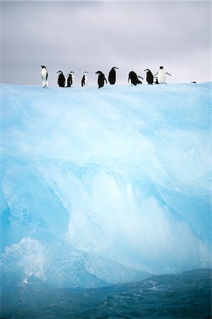 pingüino adelia - Group of Adelie Penguins on Iceberg Antarctica Foto de stock - Con derechos protegidos, Código: 854-02955459
