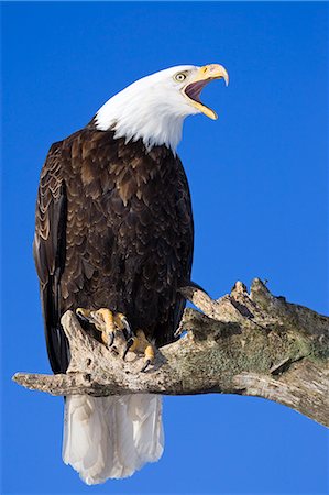 simsearch:854-02955448,k - Single Bald Eagle perched on tree limb vocalizing Homer Spit Kenai Peninsula Alaska Winter Kachemak Bay Stock Photo - Rights-Managed, Code: 854-02955450