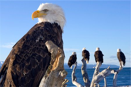 sea eagle - Several adult Bald Ealges perched on driftwood on the shores of Kachemak Bay on the Homer Spit, Alaska Stock Photo - Rights-Managed, Code: 854-02955451