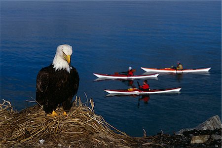 Aigle à tête blanche assis sur l'isthme de Homer avec kayakistes en passant derrière elle, dans le centre-sud de l'Alaska pendant l'hiver Photographie de stock - Rights-Managed, Code: 854-02955453