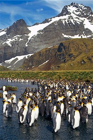 south georgia island - King Penguin colony in stream bed @ Gold Harbor S.Georgia Island Antarctic Summer Stock Photo - Rights-Managed, Code: 854-02955467
