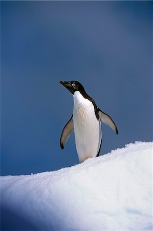 pingüino adelia - Portrait of single Adelie Penguin atop iceberg South Atlantic ocean Antarctica Summer Foto de stock - Con derechos protegidos, Código: 854-02955463