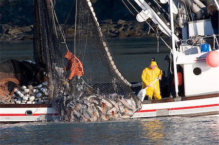 Commercial seiner bringing in net w/load of silver salmon Port Valdez Prince William Sound Alaska Autumn Foto de stock - Con derechos protegidos, Código: 854-02955514