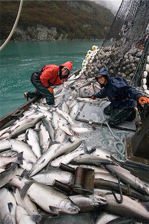 Équipage du senneur Commercial charger ses prises de saumon argenté dans la cale sur * Sonja m Port Valdez en Alaska PWS Photographie de stock - Rights-Managed, Code: 854-02955515