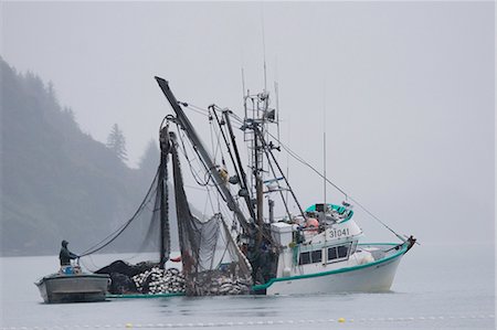 Commercial seiner *Malamute Kid* hauling in catch of silver salmon in fog Port Valdez PWS Alaska Autumn Foto de stock - Con derechos protegidos, Código: 854-02955516