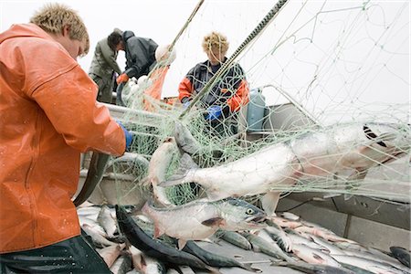 Commercial fisherman untangle sockeye salmon from a gillnet aboard a commercial fishing boat Bristol Bay Alaska Stock Photo - Rights-Managed, Code: 854-02955523