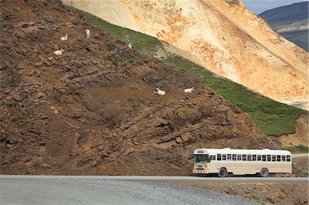 Tourists abourd ARAMARK wildlife tour bus view Dall Sheep on slope Polychrome Pass Denali National Park Foto de stock - Con derechos protegidos, Código: 854-02955561