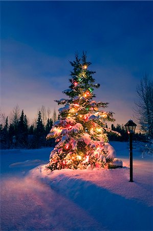 field event - Decorated Christmas tree along near driveway of home @ night Anchorage Alaska Southcentral Winter Stock Photo - Rights-Managed, Code: 854-02955911