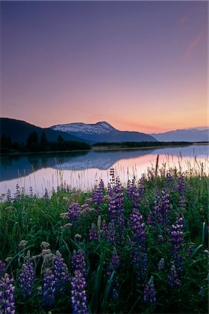 Sunset Over Mountains & Lupine Near Placer River KP Stock Photo - Rights-Managed, Code: 854-02955937