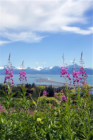 spit - View of Homer Spit and Kachemak Bay with Fireweed in the foreground near Homer, Alaska in the Summer Stock Photo - Rights-Managed, Code: 854-02955985