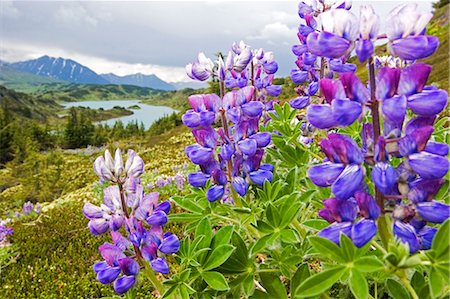 Lupins fleurs près d'été Centre perdu lac Seward Alaska Chugach National Forest sud Photographie de stock - Rights-Managed, Code: 854-02956003