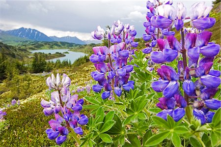 selva nacional - Lupins fleurs près d'été Centre perdu lac Seward Alaska Chugach National Forest sud Photographie de stock - Rights-Managed, Code: 854-02956003