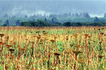 simsearch:854-02955323,k - Decaying Cow Parsnips on the Unuk River flats in  Misty Fiords National Monument Wilderness, Southeast, Alaska Stock Photo - Rights-Managed, Code: 854-02956024