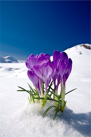 Crocus flower peeking up through the snow with mountains in the background. Spring. Southcentral Alaska. Foto de stock - Con derechos protegidos, Código: 854-02956045