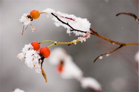 Rosehips w/first dusting of snow late autumn Kenai Peninsula Homer Alaska Foto de stock - Con derechos protegidos, Código: 854-02956046