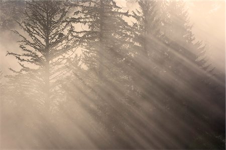 silhouette images for creativity - Morning rays shine through the mist and spruce and hemlock trees Tongass National Forest southeast Alaska autumn Stock Photo - Rights-Managed, Code: 854-02956048