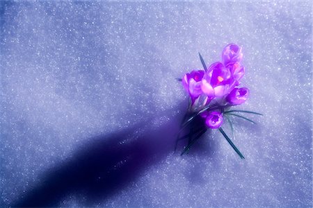 Crocus flower peeking up through the snow. Spring. Southcentral Alaska Stock Photo - Rights-Managed, Code: 854-02956043